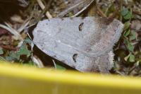 Lygephila craccae