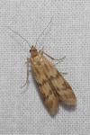 Homoeosoma sinuella