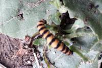 Tyria jacobaeae