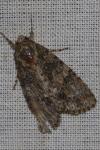 Acronicta rumicis