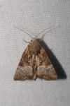 Mesoligia furuncula