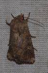 Luperina testacea