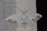 Scopula ornata