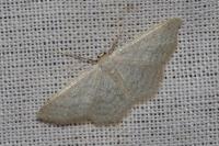 Idaea subsericeata