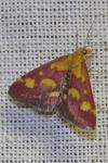 Pyrausta purpuralis
