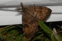 Lymantria dispar
