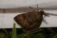 Lymantria dispar