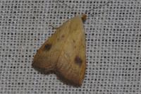 Rivula sericealis
