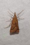 Synaphe punctalis