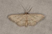 Idaea