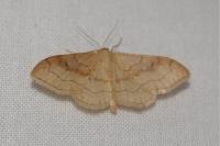 Idaea rubraria