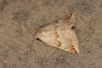 Eublemma amoena
