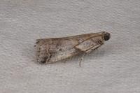 Acrobasis glaucella/fallouella