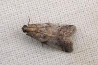 Acrobasis glaucella/fallouella