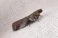 Acrobasis glaucella