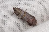 Acrobasis consociella/sodalella