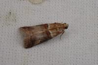 Acrobasis tumidana