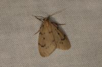 Paidia rica
