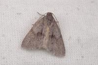 Bryonycta pineti