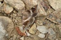 Dysgonia algira