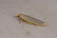 Manulea complana