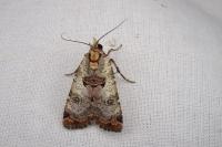 Epilecta linogrisea