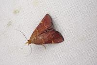 Hypsopygia rubidalis