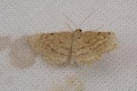 Idaea belemiata helianthemata