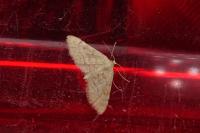 Idaea belemiata helianthemata