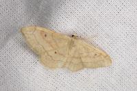 Idaea rubraria
