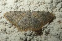 Scopula rufomixtaria