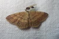 Scopula rubiginata