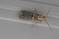 Oxybia transversella