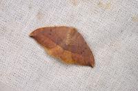 Watsonalla uncinula