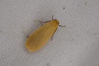 Wittia sororcula