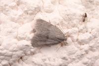 Bryonycta pineti