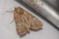 Mesoligia furuncula