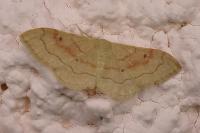 Idaea rubraria