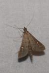 Dolicharthria punctalis