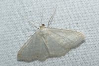 Idaea subsericeata