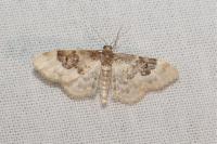 Idaea rusticata
