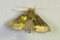 Diachrysia chrysitis