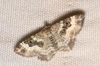 Epirrhoe alternata