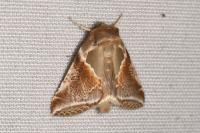 Habrosyne pyritoides