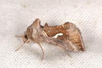 Macdunnoughia confusa