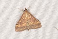 Ostrinia nubilalis