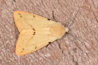 Spilarctia lutea