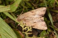 Apamea lithoxylaea
