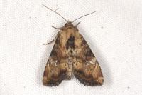 Apamea scolopacina