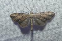 Idaea attenuaria